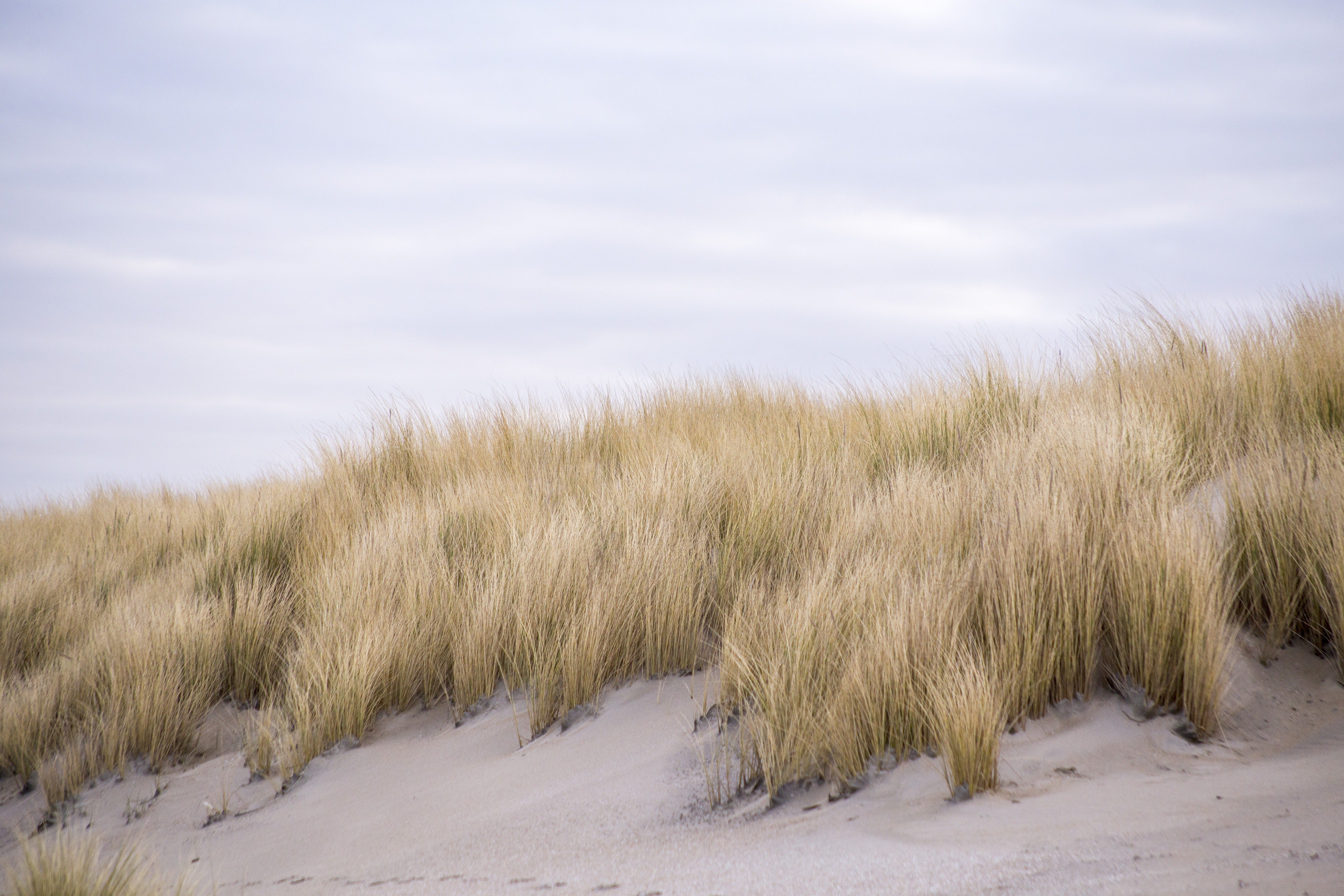 Knokke Kalvekeet